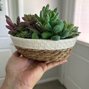 Faux Succulents In A Mini Basket